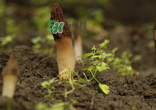 孕婦可以吃羊肚菌嗎？什么人不能吃羊肚菌