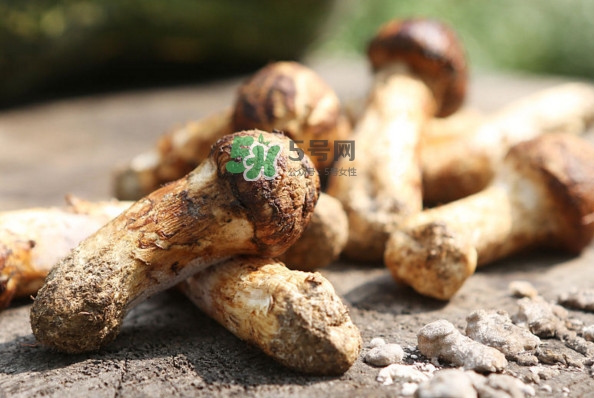新鮮松茸怎么吃？松茸怎么吃最有營養(yǎng)