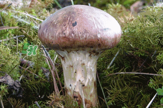 松茸是發(fā)物嗎？松茸是熱性還是涼性？