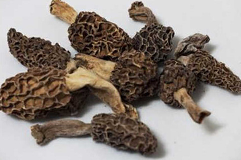羊肚菌有毒嗎？羊肚菌可以人工種植嗎？