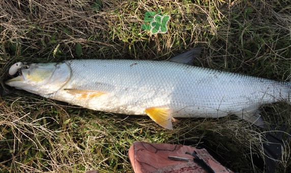 釣鳡魚用什么路亞竿好？路亞鳡魚用什么餌好