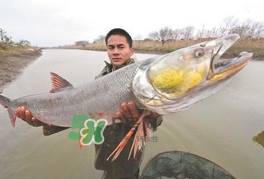 鳡魚(yú)多少錢(qián)一斤？野生鳡魚(yú)多少錢(qián)一斤