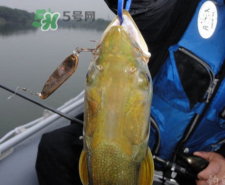 鳡魚好吃嗎？鳡魚刺多嗎