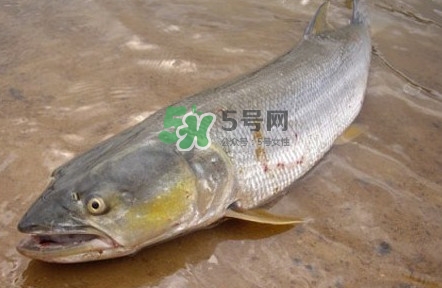 鳡魚怎么釣？鳡魚在魚缸里怎么養(yǎng)