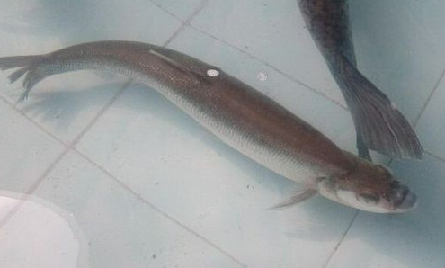 鳡魚吃什么？翹嘴魚和鳡魚有什么區(qū)別
