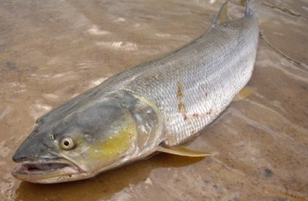 鳡魚吃什么？翹嘴魚和鳡魚有什么區(qū)別