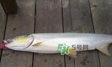 釣鳡魚用什么路亞竿好？路亞鳡魚用什么餌好