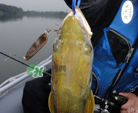 鳡魚是什么魚？鳡魚是淡水魚嗎