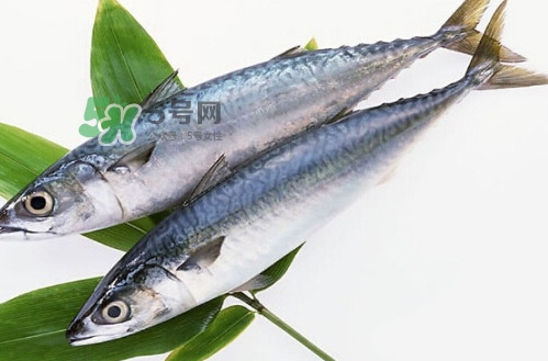 一般鳡魚(yú)能長(zhǎng)到多大？鳡魚(yú)與假鳡魚(yú)怎么區(qū)分