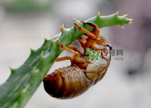 金蟬怎么保存一夜不死？怎樣保存一夜金蟬不死？