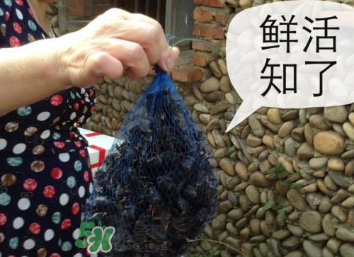 金蟬怎么保存一夜不死？怎樣保存一夜金蟬不死？