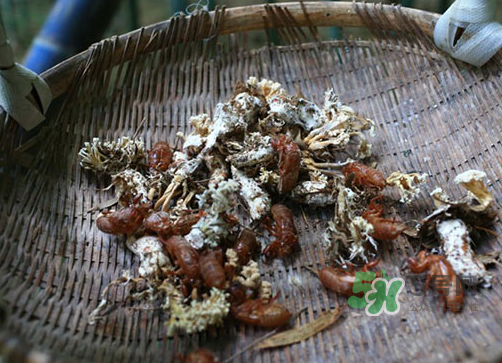 金蟬花可以放在冰箱嗎？新鮮金蟬花怎么保存？