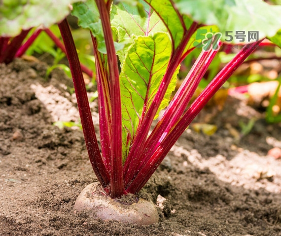甜菜根是什么菜？甜菜根什么季節(jié)收獲