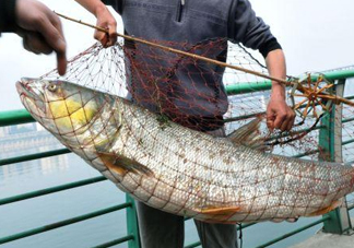 一般鳡魚能長(zhǎng)到多大？鳡魚與假鳡魚怎么區(qū)分