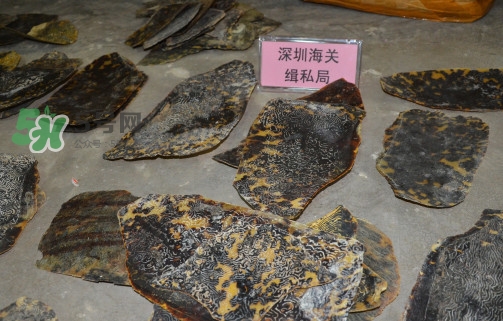玳瑁標(biāo)本有收藏價(jià)值嗎？玳瑁的功效與作用