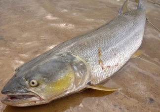 鳡魚怎么釣？鳡魚在魚缸里怎么養(yǎng)