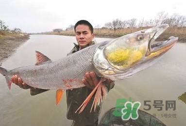 一般鳡魚(yú)能長(zhǎng)到多大？鳡魚(yú)與假鳡魚(yú)怎么區(qū)分