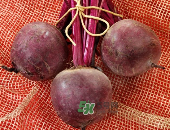 甜菜根是什么菜？甜菜根什么季節(jié)收獲
