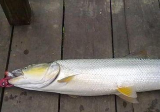 釣鳡魚(yú)用什么路亞竿好？路亞鳡魚(yú)用什么餌好
