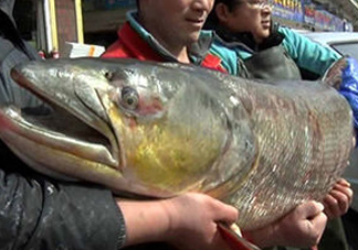 鳡魚是什么魚？鳡魚是淡水魚嗎