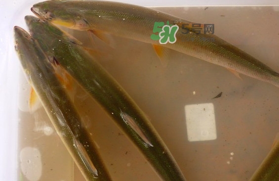 鳡魚怎么做好吃？鳡魚有天敵嗎