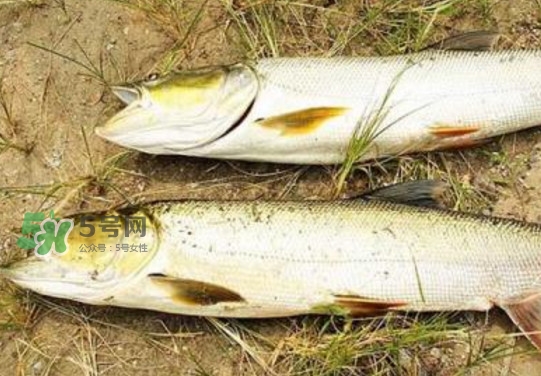 鳡魚怎么釣？鳡魚在魚缸里怎么養(yǎng)