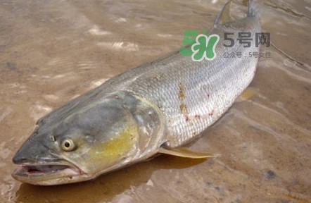 鳡魚是什么魚？鳡魚是淡水魚嗎