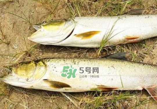 鳡魚是什么魚？鳡魚是淡水魚嗎