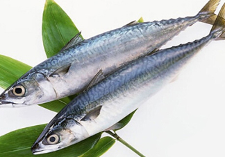 鳡魚吃什么？翹嘴魚和鳡魚有什么區(qū)別