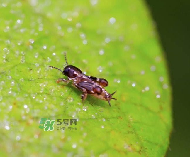 跳蚤會(huì)寄生在人身上嗎？跳蚤會(huì)在人身上存活嗎？