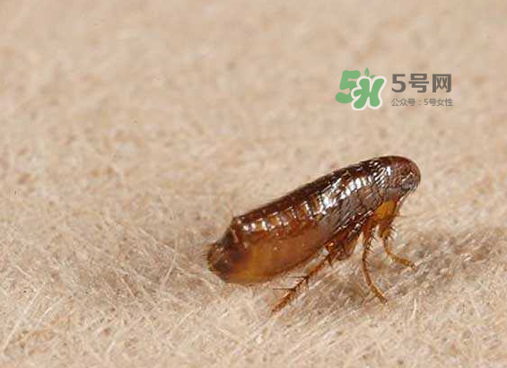 跳蚤會(huì)寄生在人身上嗎？跳蚤會(huì)在人身上存活嗎？