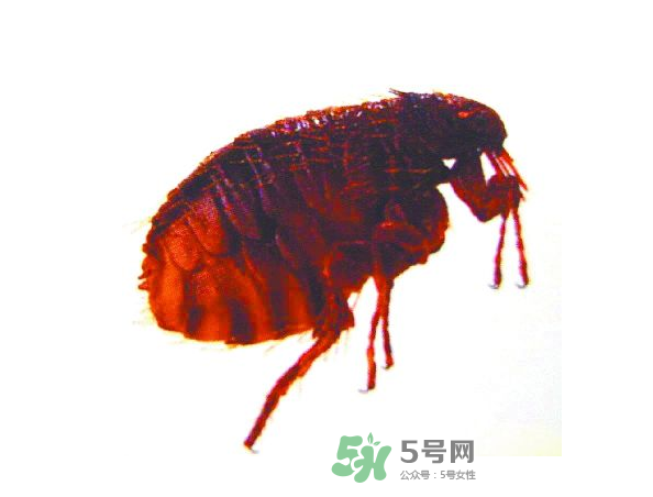 跳蚤會(huì)飛嗎？跳蚤會(huì)咬人嗎？