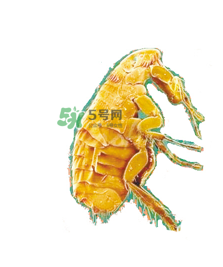 跳蚤會(huì)飛嗎？跳蚤會(huì)咬人嗎？