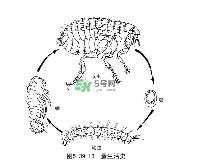 跳蚤會(huì)飛嗎？跳蚤會(huì)咬人嗎？