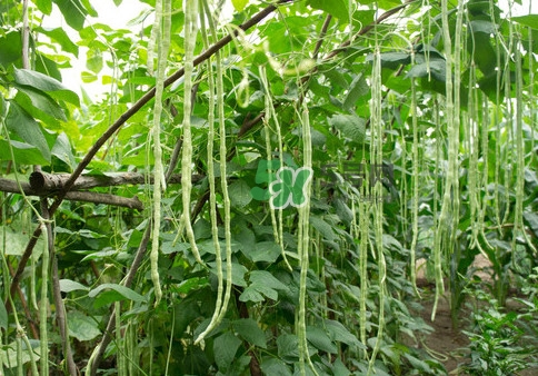 豇豆是什么樣的？豇豆是長豆角嗎？