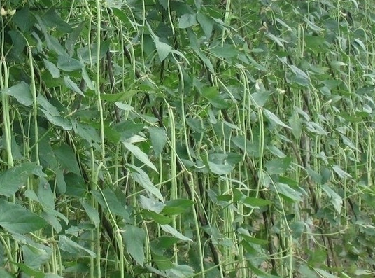缸豆可以生吃嗎？缸豆可以炒雞蛋嗎