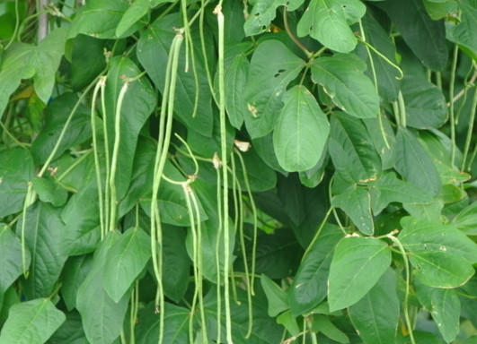 缸豆幾月份種？缸豆什么時候播種？