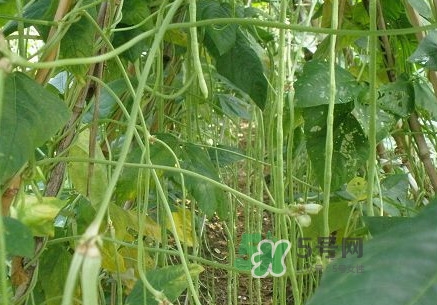 缸豆什么季節(jié)有？缸豆是幾月的蔬菜