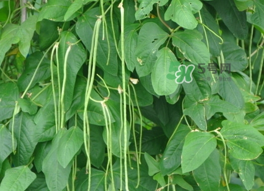 缸豆什么季節(jié)有？缸豆是幾月的蔬菜