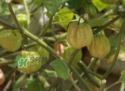 黃菇娘幾月種植？黃菇娘的種植注意事項(xiàng)