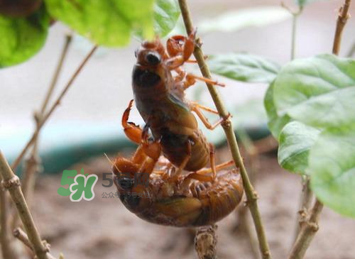 金蟬為什么這么貴？野生金蟬和養(yǎng)殖金蟬的區(qū)別