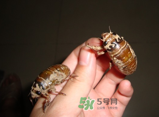 金蟬晚上幾點出來？金蟬為什么晚上出來？