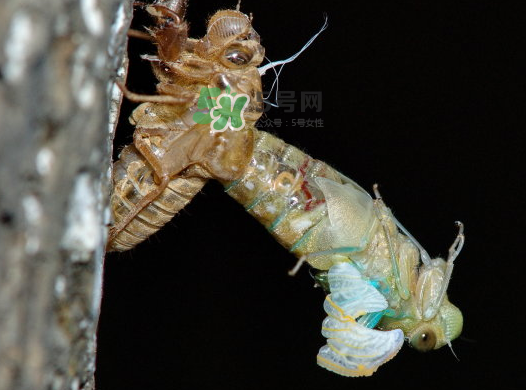 金蟬晚上幾點出來？金蟬為什么晚上出來？