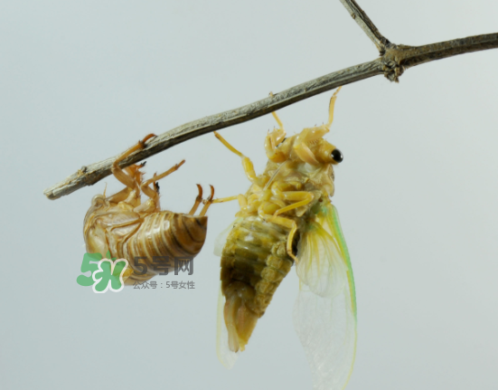 金蟬什么時候最多？金蟬什么時候沒有？
