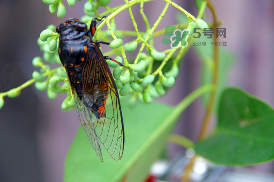 金蟬什么時候最多？金蟬什么時候沒有？