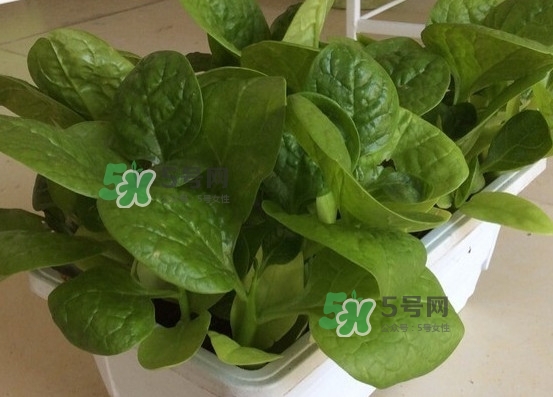木耳菜怎么清洗？木耳菜怎么擇？