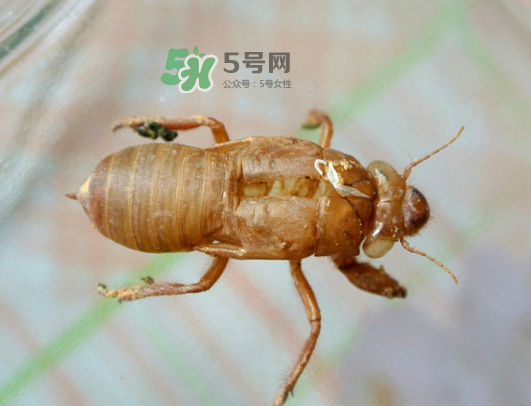知了殼能能吃嗎？知了殼怎么吃？