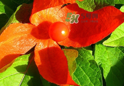 菇娘能多吃嗎？菇娘有什么營養(yǎng)價值