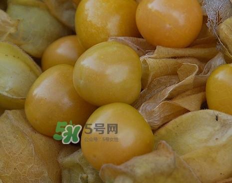 黃菇娘幾月種植？黃菇娘的種植注意事項(xiàng)