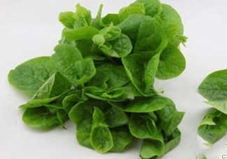 木耳菜可以生吃嗎？木耳菜可以涼拌嗎